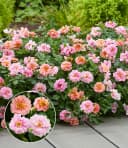BALDUR Garten Rose 'Amirose®' Bunt/Rosa Reichblühend Bild 2
