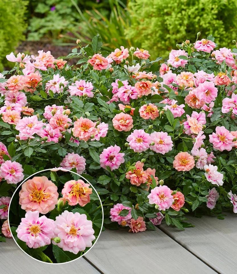 BALDUR Garten Rose 'Amirose®' Bunt/Rosa Reichblühend - Bild 2