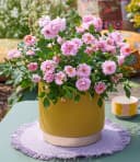 BALDUR Garten Rose 'Amirose®' Bunt/Rosa Reichblühend Bild 3