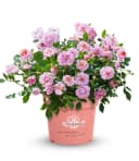 BALDUR Garten Rose 'Amirose®' Bunt/Rosa Reichblühend Bild 4