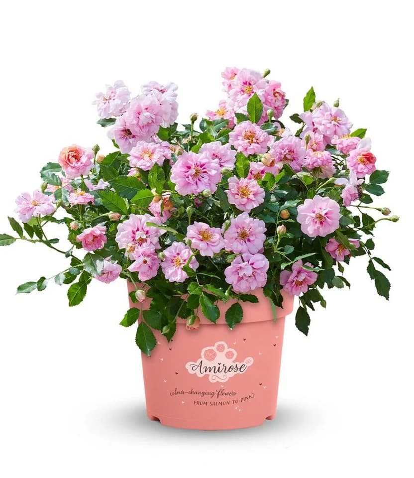 BALDUR Garten Rose 'Amirose®' Bunt/Rosa Reichblühend - Bild 4