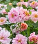 BALDUR Garten Rose 'Amirose®' Bunt/Rosa Reichblühend Bild 5