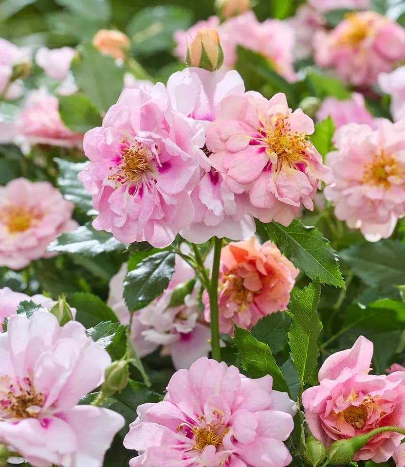 BALDUR Garten Rose 'Amirose®' Bunt/Rosa Reichblühend - Bild 5