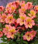 BALDUR Garten Staude Winterharte Alstromeria Incalys® Salmon Bild 1