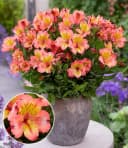BALDUR Garten Staude Winterharte Alstromeria Incalys® Salmon Bild 2