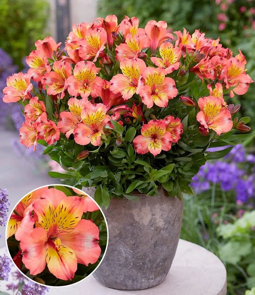BALDUR Garten Staude Winterharte Alstromeria Incalys® Salmon - Bild 2