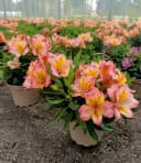 BALDUR Garten Staude Winterharte Alstromeria Incalys® Salmon Bild 3