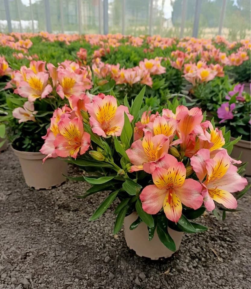 BALDUR Garten Staude Winterharte Alstromeria Incalys® Salmon - Bild 3