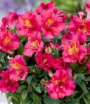 BALDUR Garten Alstromeria Incalys® Cherry Kirschrot Bild 1