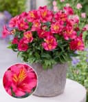 BALDUR Garten Alstromeria Incalys® Cherry Kirschrot Bild 2