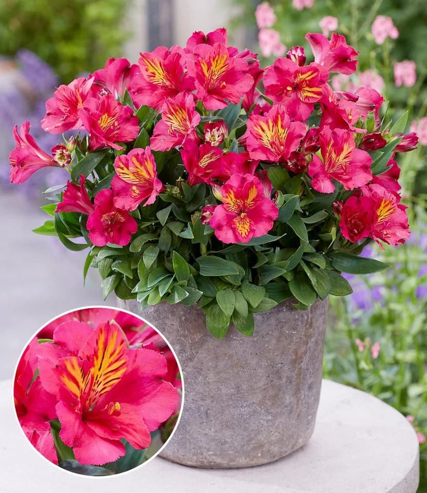 BALDUR Garten Alstromeria Incalys® Cherry Kirschrot - Bild 2