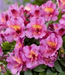 BALDUR Garten Staude Winterharte Alstromeria Incalys® 'Purple' im 12 cm XL-Topf Bild 1