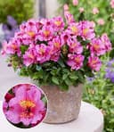 BALDUR Garten Staude Winterharte Alstromeria Incalys® 'Purple' im 12 cm XL-Topf Bild 2