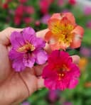 BALDUR Garten Alstromeria-Kollektion Incalys® Winterhart Mehrjährig Bild 1