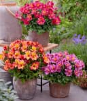BALDUR Garten Alstromeria-Kollektion Incalys® Winterhart Mehrjährig Bild 2