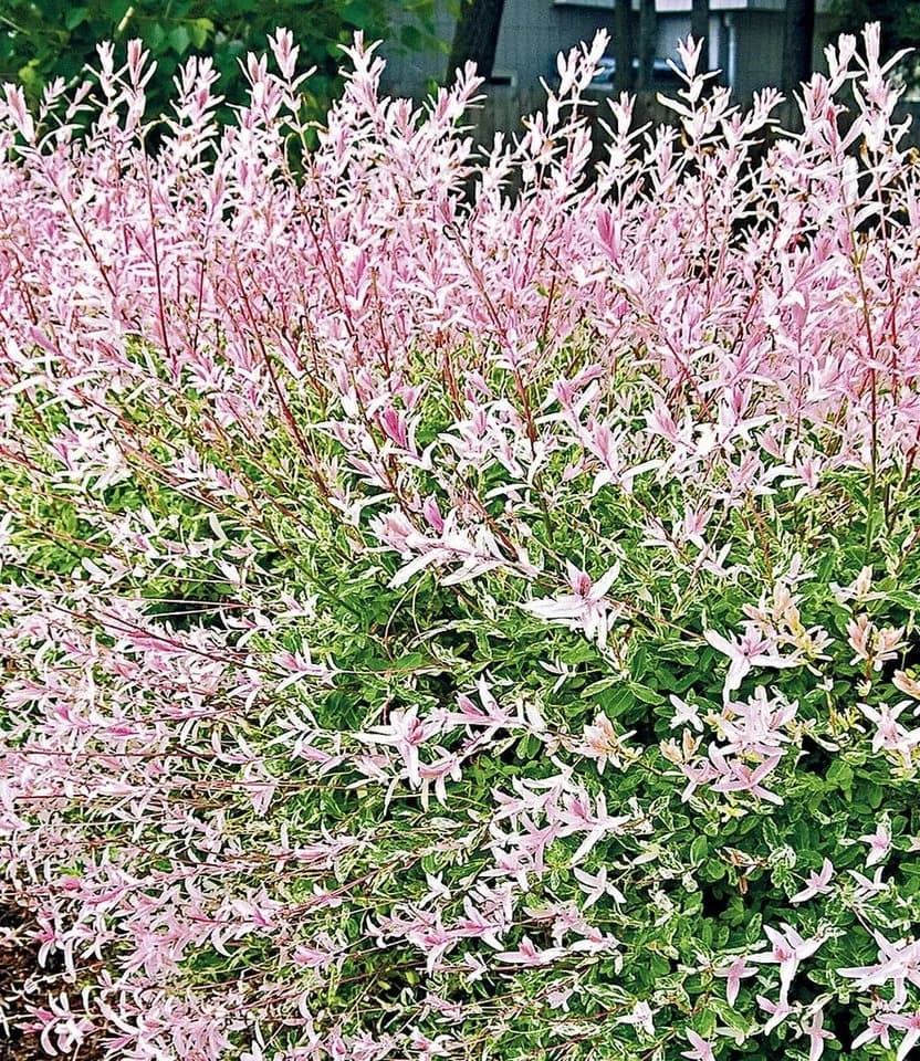 BALDUR Garten Salix-Hecke Hakuro Nishiki Harlekinweide Winterhart Mehrjährig Blickdicht
