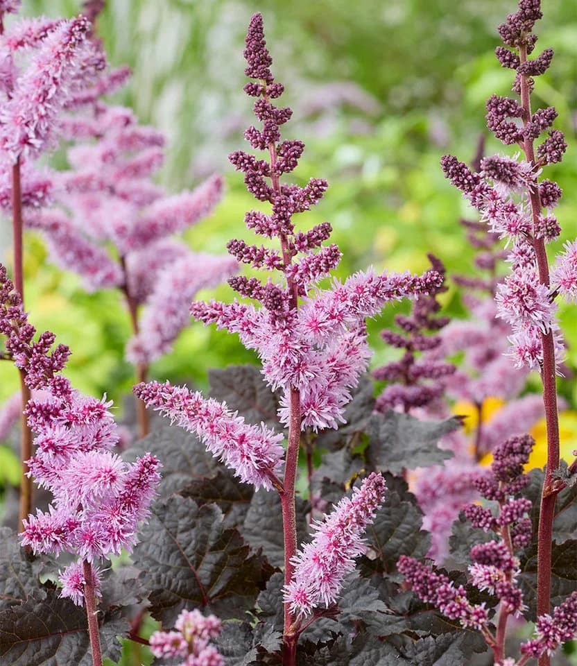 BALDUR Garten Astilbe Dark Side of the Moon® Prachtspiere