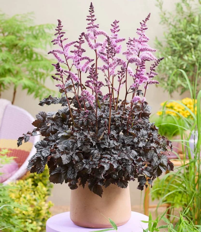 BALDUR Garten Astilbe Dark Side of the Moon® Prachtspiere - Bild 2