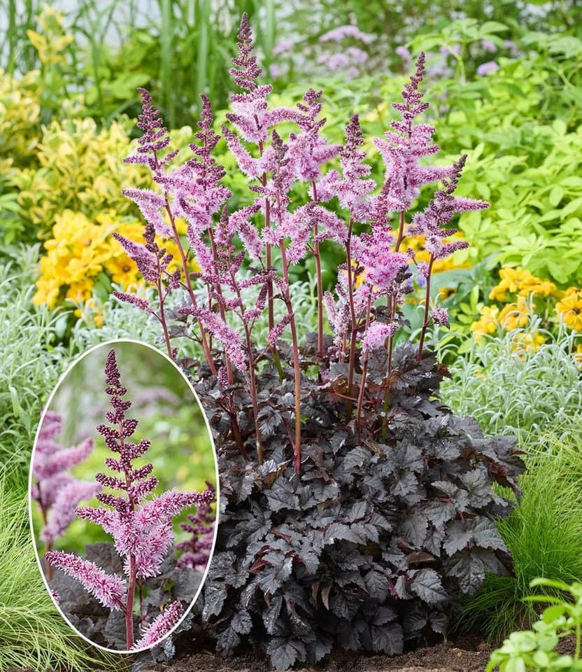 BALDUR Garten Astilbe Dark Side of the Moon® Prachtspiere - Bild 3