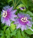 BALDUR Garten Winterharte Passionsblume Cooltropics 'Eia Popeia' Violett Bild 1