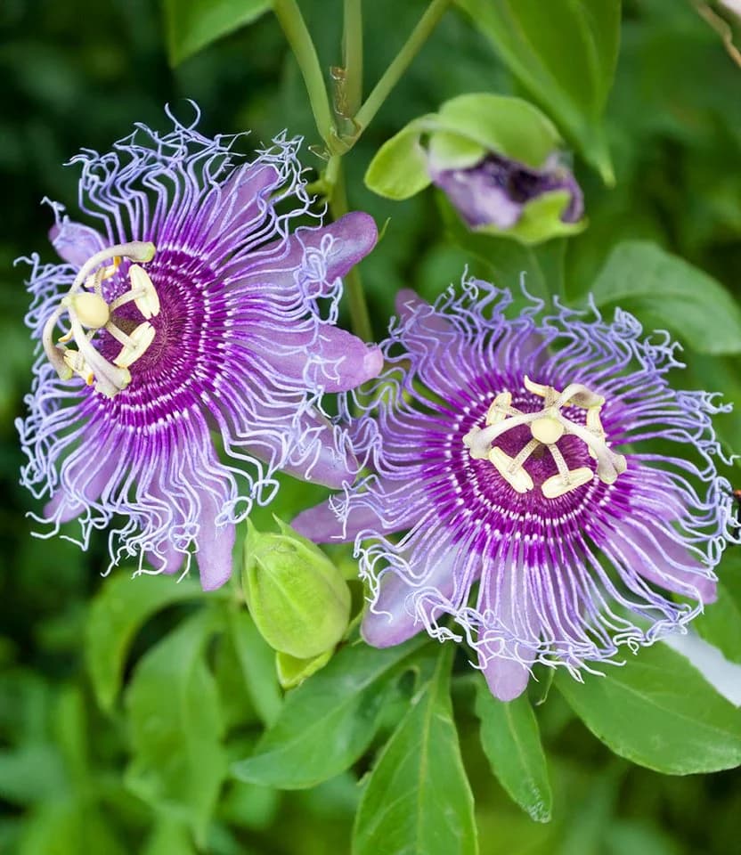 BALDUR Garten Winterharte Passionsblume Cooltropics 'Eia Popeia' Violett