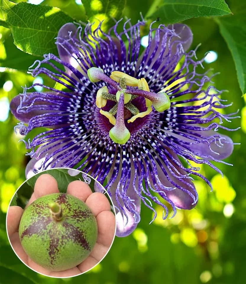 BALDUR Garten Winterharte Passionsblume Cooltropics 'Eia Popeia' Violett - Bild 2