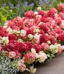 BALDUR Garten Zierstrauch Niedrige Hortensie 'Groundbreaker® Ruby®' Bild 1