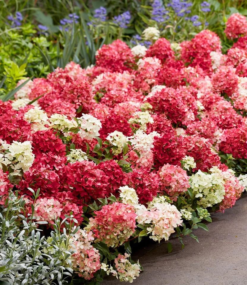 BALDUR Garten Zierstrauch Niedrige Hortensie 'Groundbreaker® Ruby®'