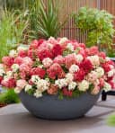 BALDUR Garten Zierstrauch Niedrige Hortensie 'Groundbreaker® Ruby®' Bild 2