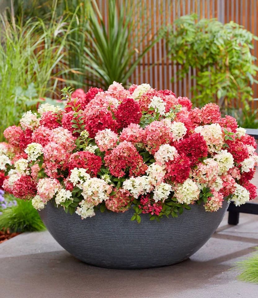 BALDUR Garten Zierstrauch Niedrige Hortensie 'Groundbreaker® Ruby®' - Bild 2