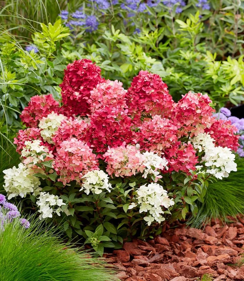 BALDUR Garten Zierstrauch Niedrige Hortensie 'Groundbreaker® Ruby®' - Bild 3