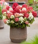 BALDUR Garten Zierstrauch Niedrige Hortensie 'Groundbreaker® Ruby®' Bild 4