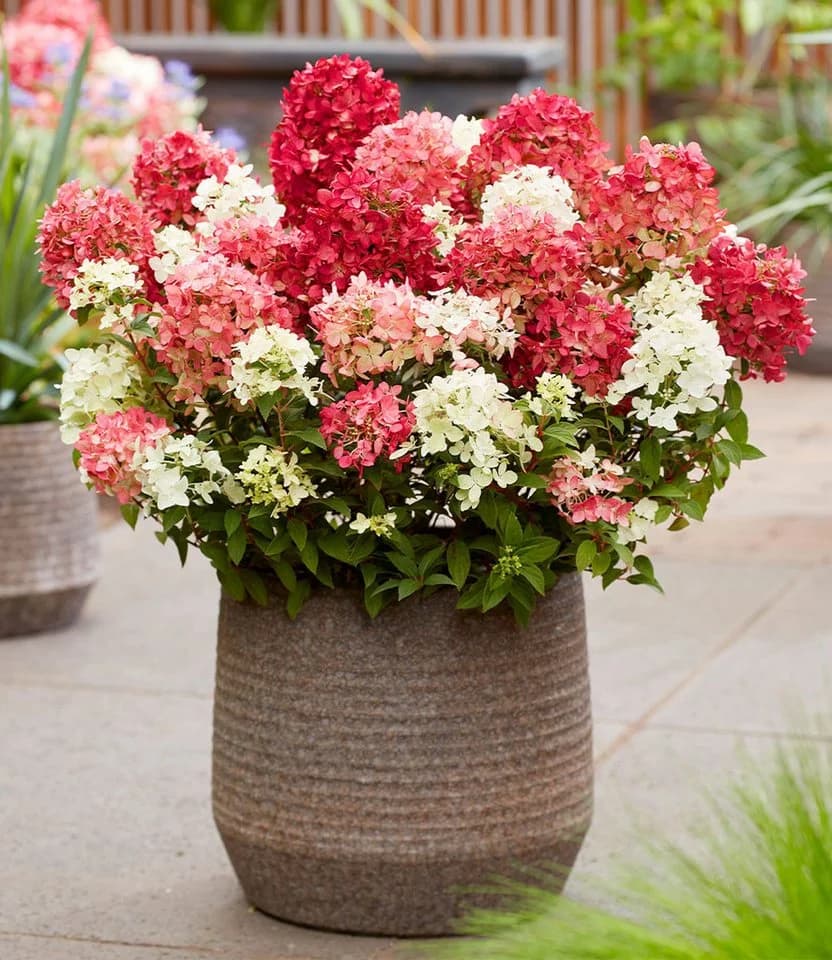 BALDUR Garten Zierstrauch Niedrige Hortensie 'Groundbreaker® Ruby®' - Bild 4