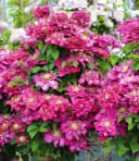 BALDUR Garten Clematis 'Hot Kisses®' Rosa Gefüllte Blüten Kletterpflanze Bild 1