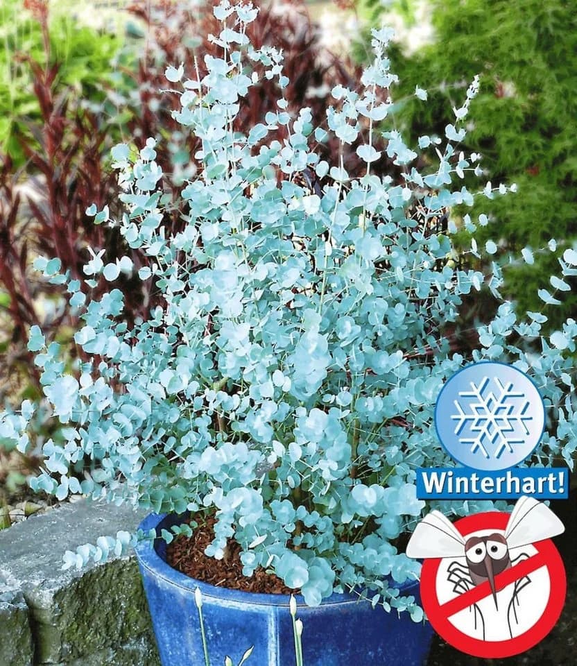 BALDUR Garten Zierstrauch Winterharter Eukalyptus Azura® im XXL-Topf, 2 St. Eucalyptus, duftend, winterhart, mehrjährig, pflegeleicht