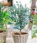 BALDUR Garten Zierstrauch Winterharter Eukalyptus Azura® im XXL-Topf, 2 St. Eucalyptus, duftend, winterhart, mehrjährig, pflegeleicht Bild 2