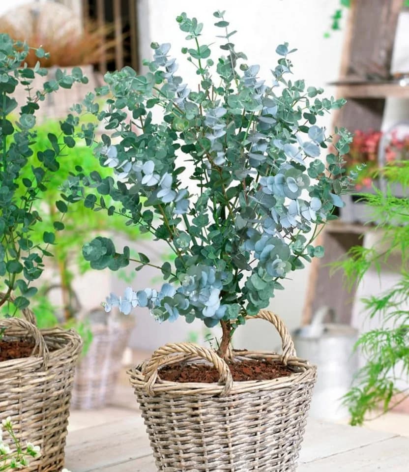 BALDUR Garten Zierstrauch Winterharter Eukalyptus Azura® im XXL-Topf, 2 St. Eucalyptus, duftend, winterhart, mehrjährig, pflegeleicht - Bild 2