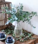 BALDUR Garten Zierstrauch Winterharter Eukalyptus Azura® im XXL-Topf, 2 St. Eucalyptus, duftend, winterhart, mehrjährig, pflegeleicht Bild 3