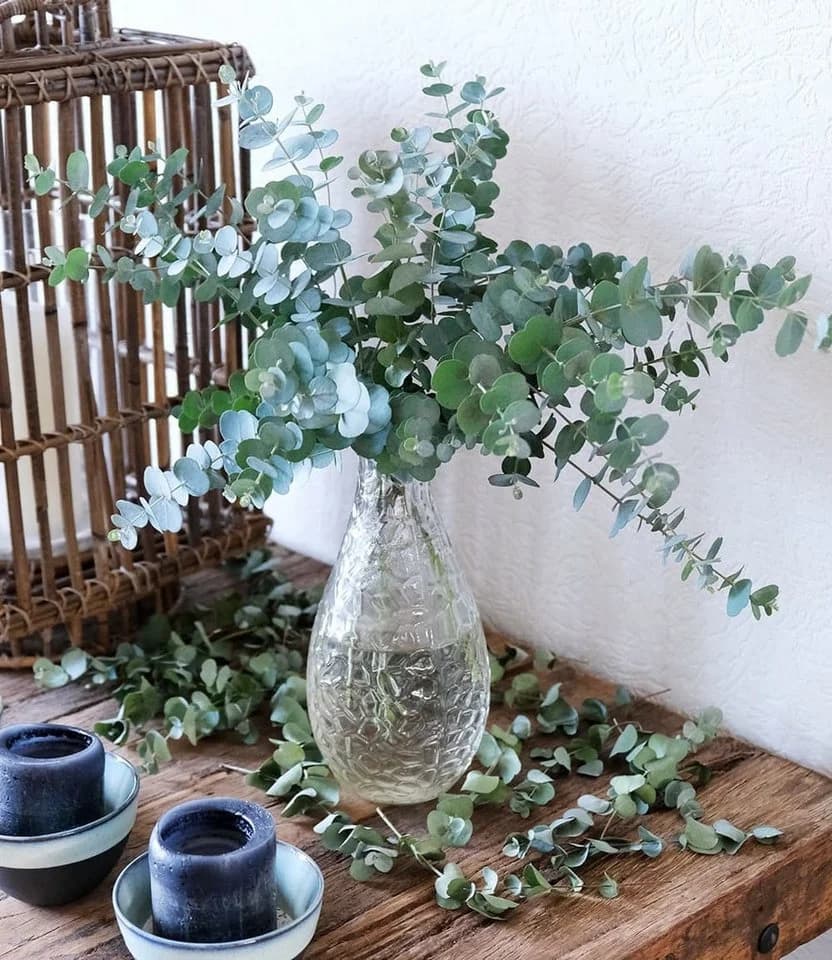 BALDUR Garten Zierstrauch Winterharter Eukalyptus Azura® im XXL-Topf, 2 St. Eucalyptus, duftend, winterhart, mehrjährig, pflegeleicht - Bild 3
