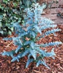 BALDUR Garten Zierstrauch Winterharter Eukalyptus Azura® im XXL-Topf, 2 St. Eucalyptus, duftend, winterhart, mehrjährig, pflegeleicht Bild 4