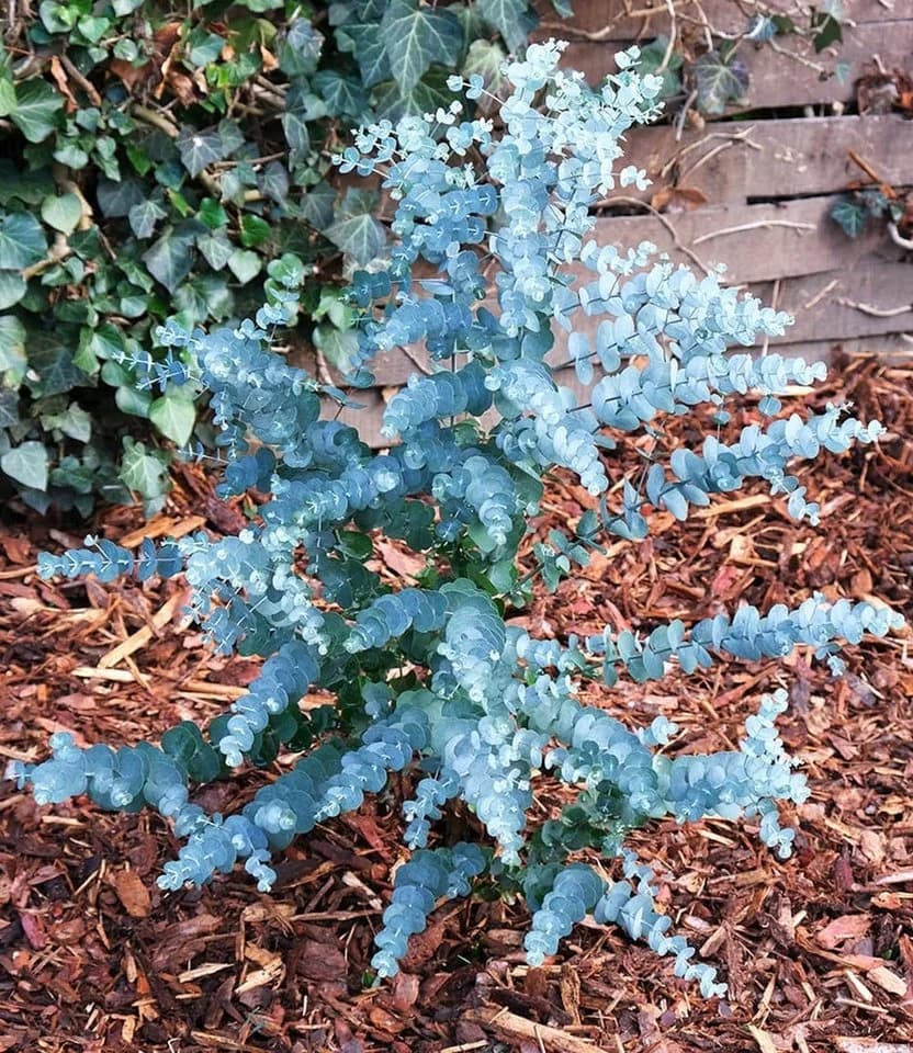 BALDUR Garten Zierstrauch Winterharter Eukalyptus Azura® im XXL-Topf, 2 St. Eucalyptus, duftend, winterhart, mehrjährig, pflegeleicht - Bild 4