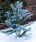 BALDUR Garten Zierstrauch Winterharter Eukalyptus Azura® im XXL-Topf, 2 St. Eucalyptus, duftend, winterhart, mehrjährig, pflegeleicht Bild 5
