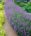 BALDUR Garten Blauer Duft-Lavendel, 6 St., Lavendula, duftend, winterhart, mehrjährig, pflegeleicht Bild 2