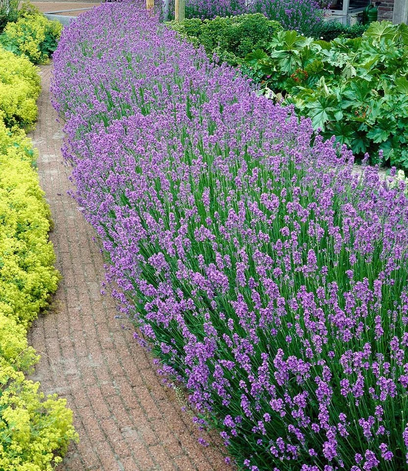 BALDUR Garten Blauer Duft-Lavendel, 6 St., Lavendula, duftend, winterhart, mehrjährig, pflegeleicht - Bild 2