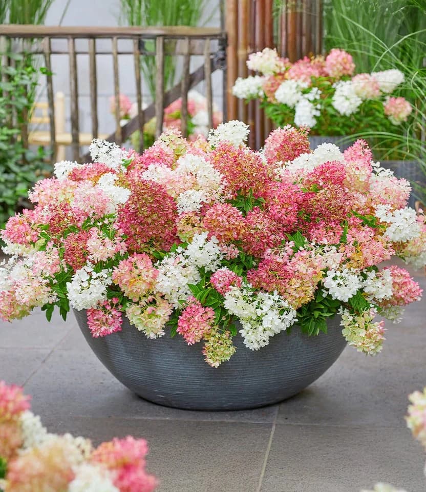 BALDUR Garten Zierstrauch Niedrige Hortensie 'Groundbreaker®' 5 St. Bunt