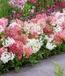 BALDUR Garten Zierstrauch Niedrige Hortensie 'Groundbreaker®' 5 St. Bunt Bild 2