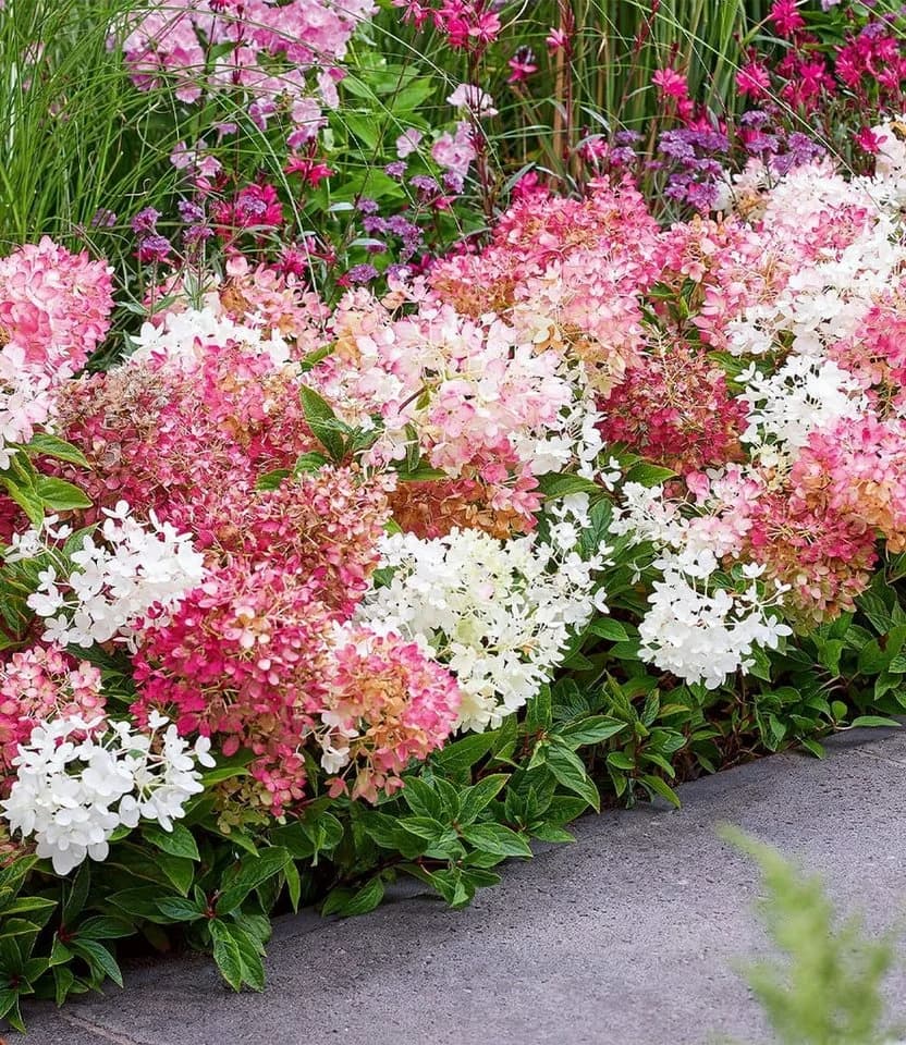 BALDUR Garten Zierstrauch Niedrige Hortensie 'Groundbreaker®' 5 St. Bunt - Bild 2