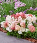 BALDUR Garten Zierstrauch Niedrige Hortensie 'Groundbreaker®' 5 St. Bunt Bild 3