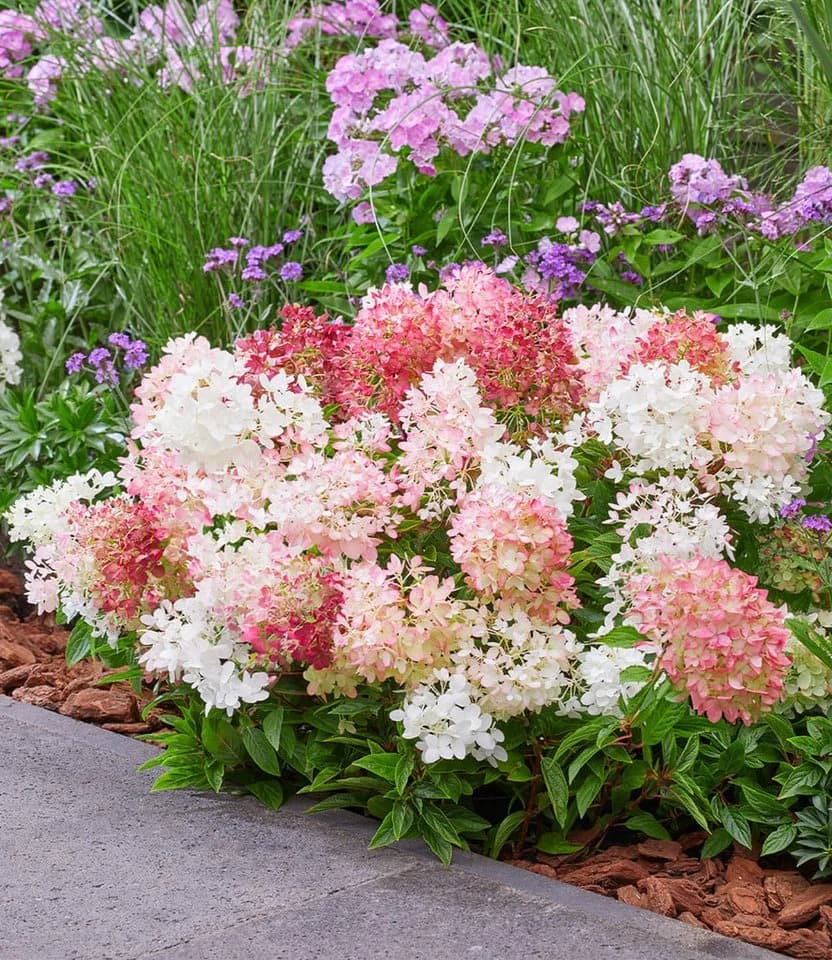BALDUR Garten Zierstrauch Niedrige Hortensie 'Groundbreaker®' 5 St. Bunt - Bild 3