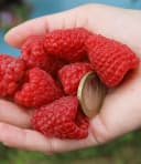 BALDUR Garten Riesenhimbeere Primeberry® Autumn Happy® 3 St. Herbst-Himbeere Bild 1